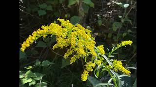 Flowers in the Garden, Dec  9, 2024