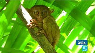 Endangered wildlife: Saving the Tarsier, Philippines' tiny primate