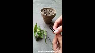 How to grow money plant by lifeside