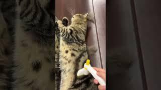 He looks so comfortable and so cute  #cats #cute #cat