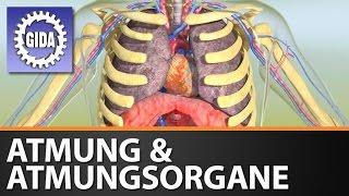 Trailer - Atmung & Atmungsorgane - Biologie - Schulfilm