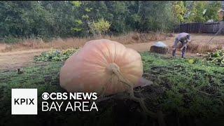 What it takes to harvest a giant pumpkin for Half Moon Bay's 52nd Pumpkin Festival