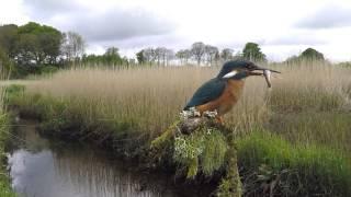 Go wild with your Gopro. Kingfisher diving  Dean Bricknell / Eden images