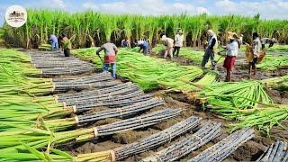 Sugar Mega Factory: Harvesting&Producing Billions of Tons from Sugarcane