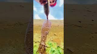 My village flower beautiful view #shorts #shortvideo #youtubeshorts #trending #viralvideo #nature