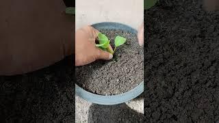 Transplanting the baby mustard greens