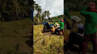 konti lang ang aniThank you Lord, we still have rice#shortsfeed #nature #viralshort #anihan #shorts