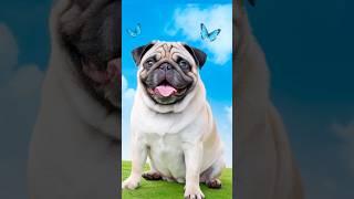 Join the Pug Revolution: The Best Online Shop for Lovable Pups!