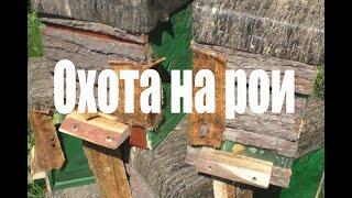 Охота на рои