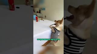 Собачка стреляет резинками 