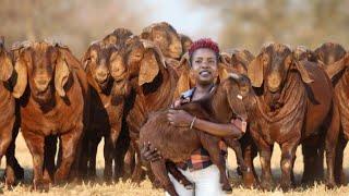 How This Young Girl FEEDS Her Goats CHEAPLY & Makes MILLIONS | Red Kalahari Goat Farming Success