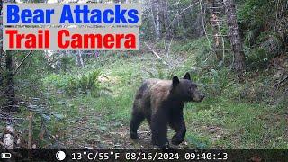 Trail Cameras Brutally Attacked & Mauled By Bears