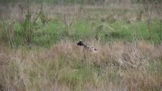 English Pointer training