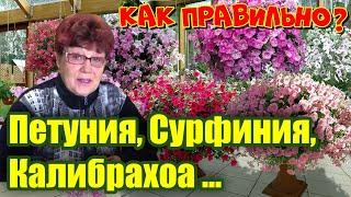 Не путайте! Ампельная петуния, калибрахоа и сурфиния, кто есть кто?