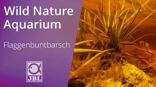 Flaggenbuntbarsch | WILD NATURE AQUARIUM | JBL