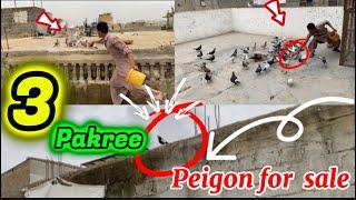 3 pakree  peigon for sale || Huzaifa Qureshi  world #subsribe must