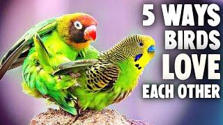 5 Ways to Tell if Birds Love Each Other