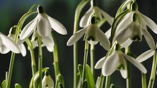 time lapse Snowdrops opening over several days in spring