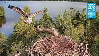 Young Male Osprey Launches Series of Attacks - (Loch of the Lowes Webcam 2023)