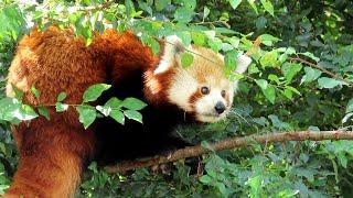 Panda červená, Red Panda, Westlicher Kleiner Panda, Kleine panda, Малая панда, Pandka ruda