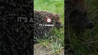 Porcupine Quills: Nature's Ultimate Defense!