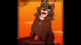 Бичик по заказу #warriorcats #котывоители #кв #бич #возродимрукв #травинка #edit #заказ