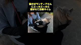 A cat is carried by a volunteer and it's time for eye drops #cat #cat