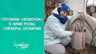 РОЗЫ УКРЫТЬ ДЕШЕВО И ПРАКТИЧНО - МОЖНО! Готовим к зиме розы, гейхеры, скумпии.