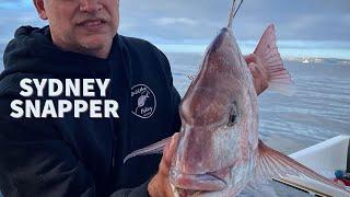 Sydney Snapper Secrets - BaldMan Fishing