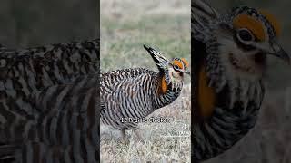 Love ️ Nature - Strange Sounds of Different Birds 