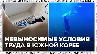 Российские пловчихи пожаловались на невыносимые условия труда в Южной Корее — Москва 24