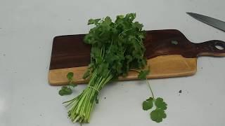 How to grow cilantro from stems, no seeds needed!