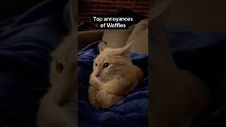 Some of the best annoyances of Waffles #cats #shorts