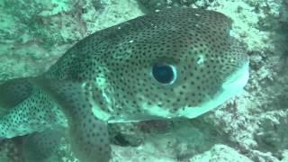 Snorkling - The Three Corners Fayrouz Plaza Beach Resort  - Schnorcheln