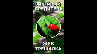 Лилейный жук трещалка.#вредителилилий#жуктрещалка#лилейнаяпищалка