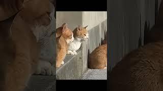 The Unusual Bond Between Cats and Queer Culture