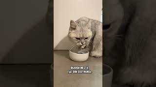 Где нужно ставить кошачью  миску для воды #коты #кошка #кот