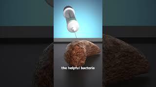 How A Poop Transplant Works 