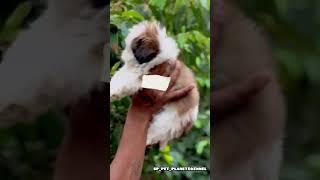 Shitzu male female puppy #shitzu #shitzu_lover #shitzusofinstagram #shitzuclub #shitzupuppy #shitzu