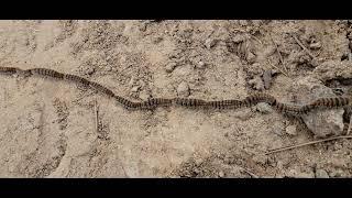 High Atlas Pine processionary caterpillar caravan