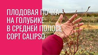 Плодовая почка на голубике в средней полосе. Сорт Calipso.