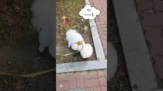 강아지가 변비 걸리면 생긴는 일..ㅋㅋㅋ (What happens when your dog gets constipated) #쇼츠 #shorts #깃털유머 #웃긴영상 #강아지