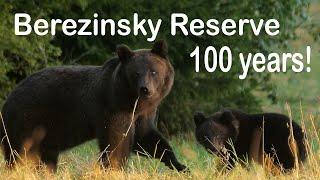 Berezinsky Reserve - 100 years | Film Studio Aves