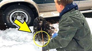 This dog was found almost frozen to the ground due to its overgrown fur.