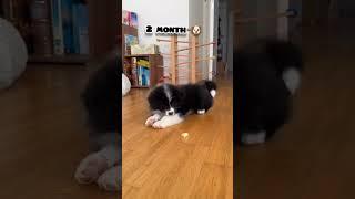 20 days to One Year border collie dog transformation #feed #transformation #bordercollie #dog #love