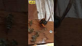 Giant Hornet Attack! Honeybee Counterstrike