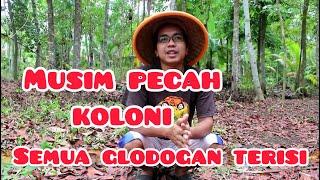 Waktu yang tepat pasang glodogan koloni lebah melimpah/ the best time to set the bee trap [FULL HD]