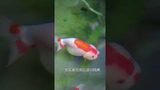 新手养鱼，最容易犯的三个错误！养鱼要没养好，请从中找原因，多人踩坑！#金鱼 #兰寿金鱼 #观赏鱼 #养鱼知识
