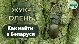 Жук-олень. Как и где найти в Беларуси