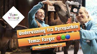 Undervisning fra Dyreparken: Farger!   🟢  